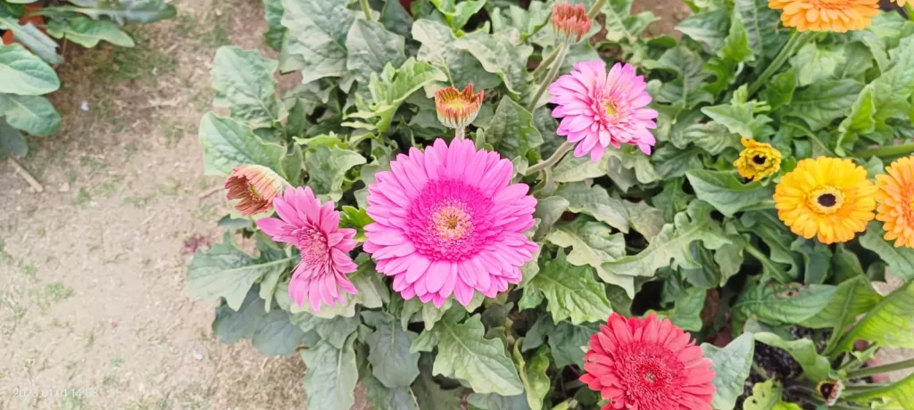 Jarbera flowers at Jamshedpur Flower Show